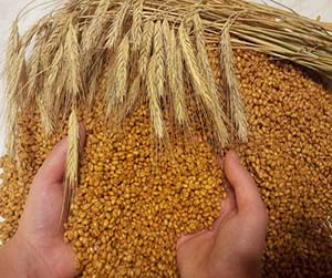 зерно для животных в Мытищах