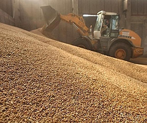 Пшеница в Пушкино