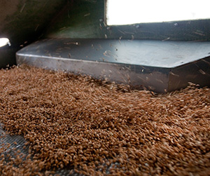 Пшеница в Пушкино