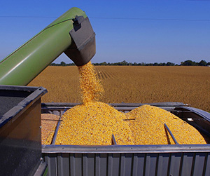 Пшеница в Пушкино