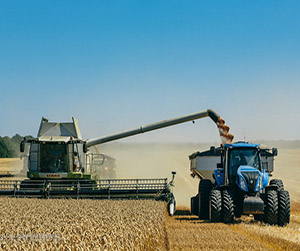 Пшеница в Ивантеевке