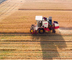 Пшеница в Ивантеевке