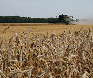 Пшеница в Ивантеевке