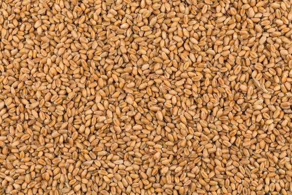 Пшеница в Щелково