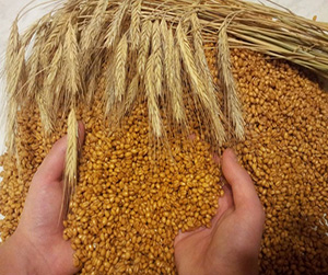 зерно для животных в Щелково