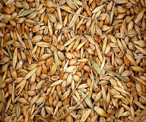 Фуражная пшеница