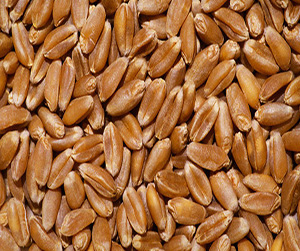 Пшеница фуражная в Ивантеевке