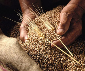 Пшеница фуражная в Пушкино