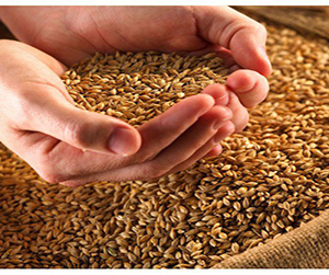 Пшеница фуражная в Щелково