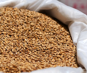 Пшеница кормовая в Ивантеевке