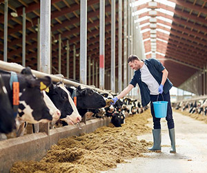 Пшеница на корм КРС