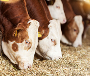 Пшеница на корм КРС