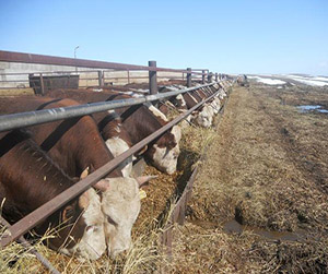 Пшеница на корм КРС