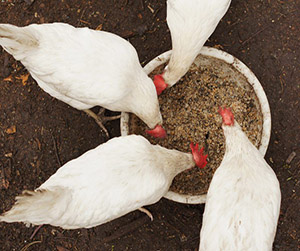 Пшеница для птицы