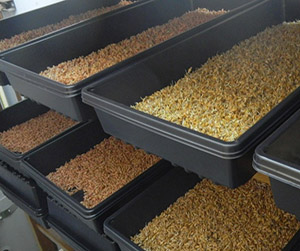 Пшеница дна корм птице в Пушкино