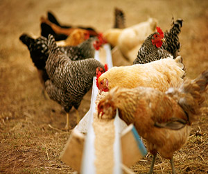 Пшеница для птиц в Ивантеевке