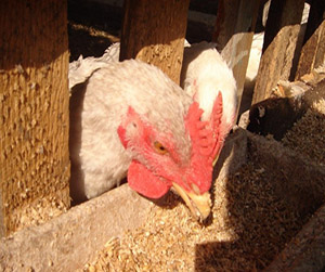 Пшеница в Ивантеевке для птиц