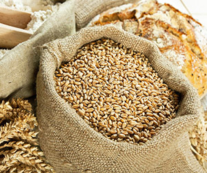 Пшеница в Пушкино