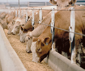 пшеница в Пушкино