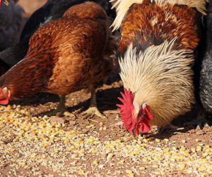 пшеница в Пушкино