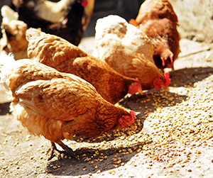 пшеница в Пушкино