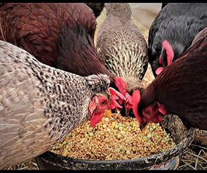 пшеница в Пушкино