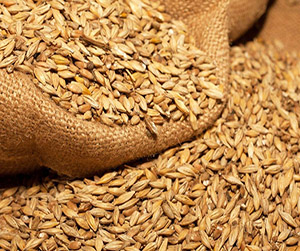 пшеница в Пушкино