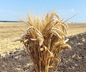 пшеница в Пушкино