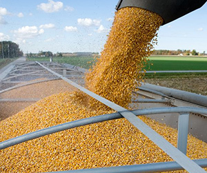 пшеница в Пушкино