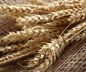 пшеница в Пушкино