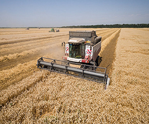 пшеница в Пушкино