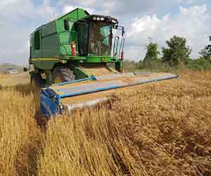 Заготовка пшеницы в Пушкино