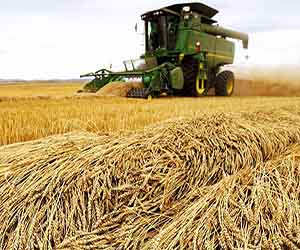 Заготовка пшеницы в Пушкино