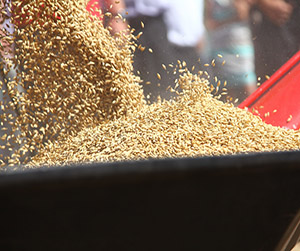 Пшеница в Пушкино