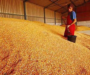 пшеница в Пушкино