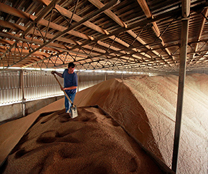 пшеница в Пушкино