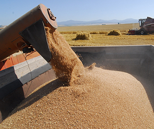 пшеница в Пушкино