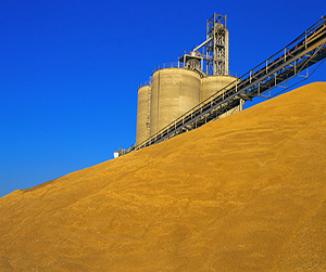 пшеница в Пушкино