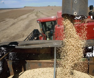 пшеница в Пушкино