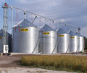 пшеница в Пушкино