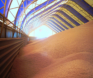 пшеница в Пушкино