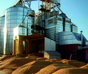 пшеница в Пушкино