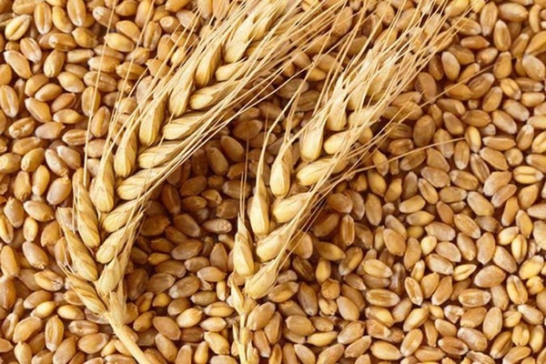 Пшеница в Щелково