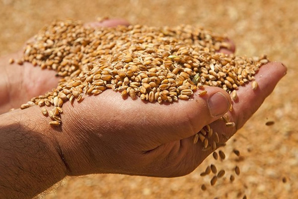 пшеница в Щелково