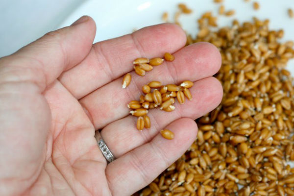 Польза пшеницы в Щелково