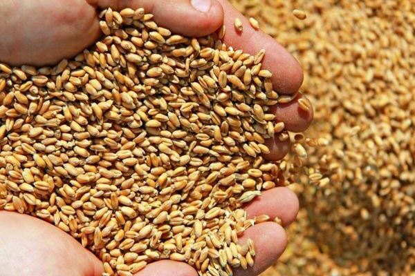 Польза пшеницы в Щелково