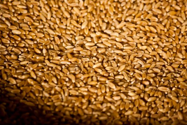 пшеница в Щелково