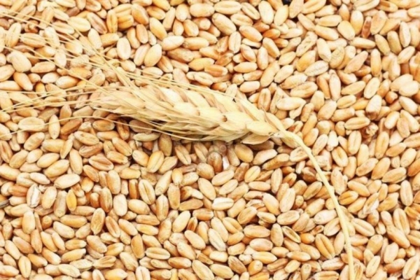 пшеница в Щелково