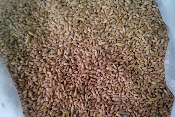 пшеница в Щелково