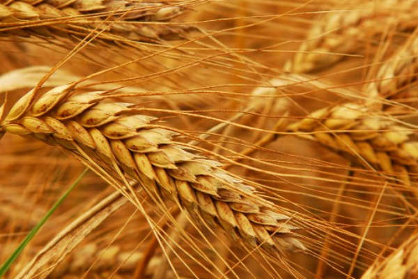 пшеница в Щелково